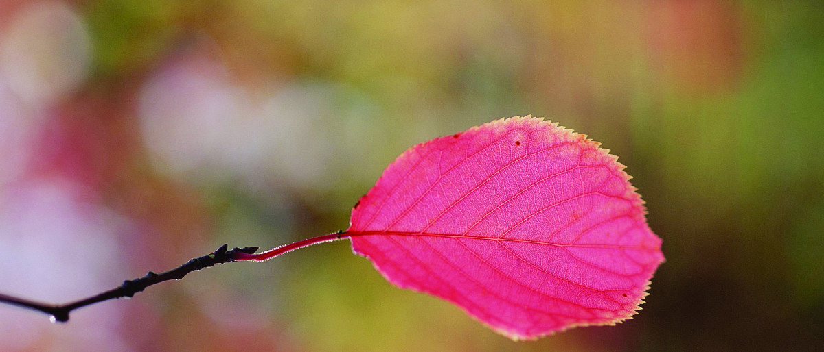 Herfst & Allerzielen