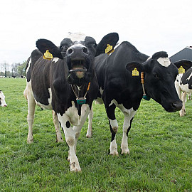 Een goed bewaard geheim nr. 17